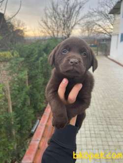 SAFKAN LABRADOR YAVRULARIMIZ 1