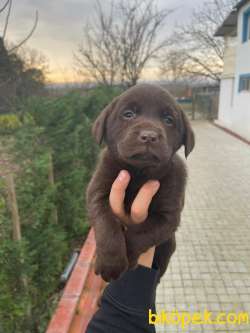 SAFKAN LABRADOR YAVRULARIMIZ 3