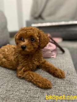 SAFKAN MACAR KANI TOY POODLE YAVRULARIMIZ 3