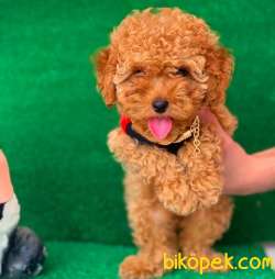 SAFKAN MACAR KANI TOY POODLE YAVRULARIMIZ 4
