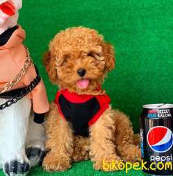 SAFKAN MACAR KANI TOY POODLE YAVRULARIMIZ 1