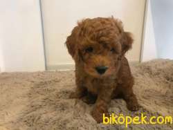SAFKAN MACAR KANI TOY POODLE YAVRULARIMIZ 2