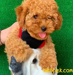 SAFKAN MACAR KANI TOY POODLE YAVRULARIMIZ 5
