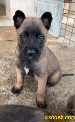 Safkan Malinois Yavrular 2