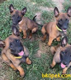 Safkan Malinois Yavrular