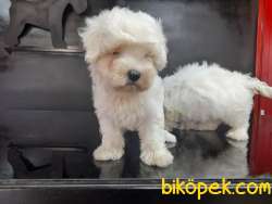 Safkan Maltes Terrier Yavrularimiz 3