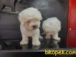 Safkan Maltes Terrier Yavrularimiz 4