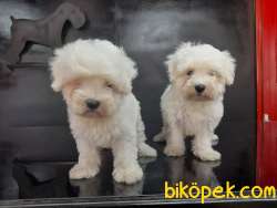 Safkan Maltes Terrier Yavrularimiz 2