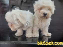 Safkan Maltes Terrier Yavrularimiz 1