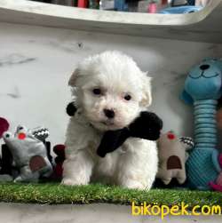 SAFKAN MALTESE TERRİER 3