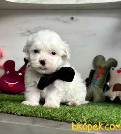 SAFKAN MALTESE TERRİER 4
