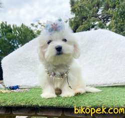 SAFKAN MALTESE TERRİER 4