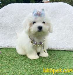 SAFKAN MALTESE TERRİER 3