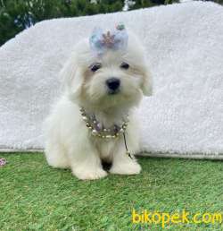 SAFKAN MALTESE TERRİER 4
