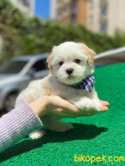 SAFKAN MALTESE TERRİER 3