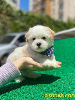 SAFKAN MALTESE TERRİER 2