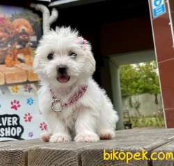 SAFKAN MALTESE TERRİER 4