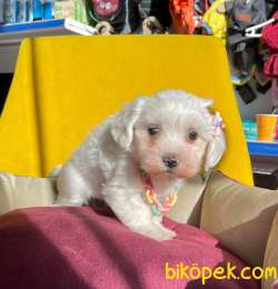 SAFKAN MALTESE TERRİER 4