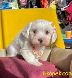 SAFKAN MALTESE TERRİER 3