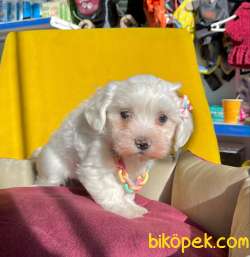 SAFKAN MALTESE TERRİER 2