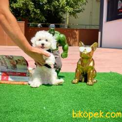 Safkan Maltese Terrier Bebeklerimiz 2