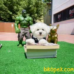Safkan Maltese Terrier Bebeklerimiz 3