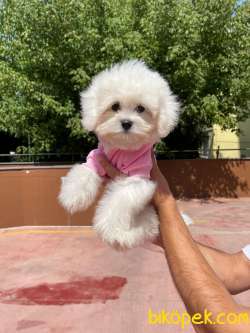 SAFKAN MALTESE TERRİER BEBEKLERIMIZ 2
