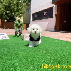 SAFKAN MALTESE TERRİER BEBEKLERIMIZ 1