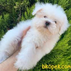 Safkan Maltese Terrier Erkek Yavrumuz 3