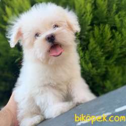 Safkan Maltese Terrier Erkek Yavrumuz 2