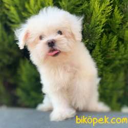 Safkan Maltese Terrier Erkek Yavrumuz 4