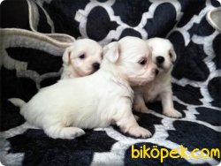 Safkan Maltese Terrier Yavruları 1