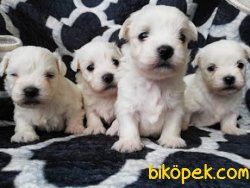 Safkan Maltese Terrier Yavruları 4