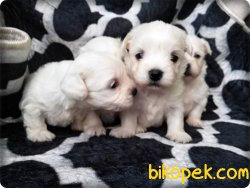 Safkan Maltese Terrier Yavruları 2