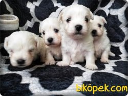 Safkan Maltese Terrier Yavruları 5