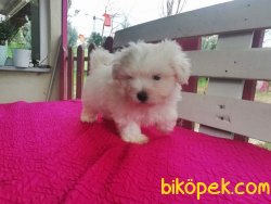 Safkan Maltese Terrier Yavruları 1