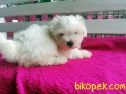 Safkan Maltese Terrier Yavruları 4