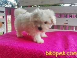 Safkan Maltese Terrier Yavruları 2
