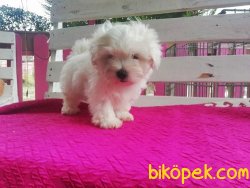 Safkan Maltese Terrier Yavruları 3