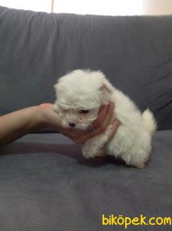 SAFKAN MALTESE TERRİER YAVRULARIMIZ 3