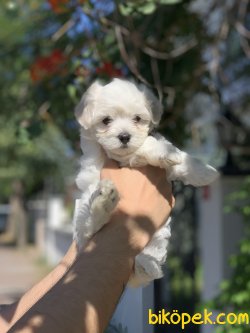Safkan Maltese Terrier Yavrularimiz 2