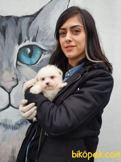 Safkan Maltese Yavrular 1