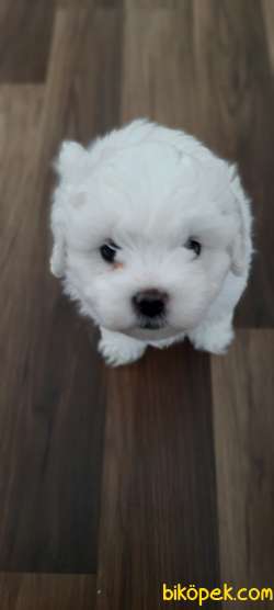Safkan Maltese Yavrular 3
