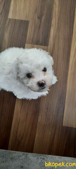 Safkan Maltese Yavrular 2
