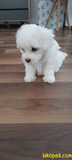 Safkan Maltese Yavrular 1