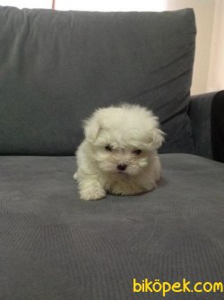 SAFKAN MALTESE YAVRULARIMIZ 1