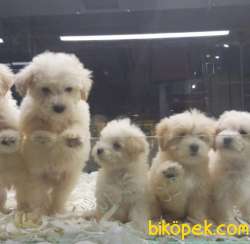 SAFKAN MALTİPOO YAVRULARI VONALP GARANTİSİYLE 3
