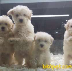 SAFKAN MALTİPOO YAVRULARI VONALP GARANTİSİYLE 1