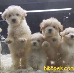 SAFKAN MALTİPOO YAVRULARI VONALP GARANTİSİYLE 4