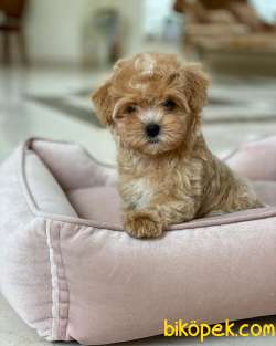 Safkan Maltipoo Yavrularımız Kendi Üretimimiz 1